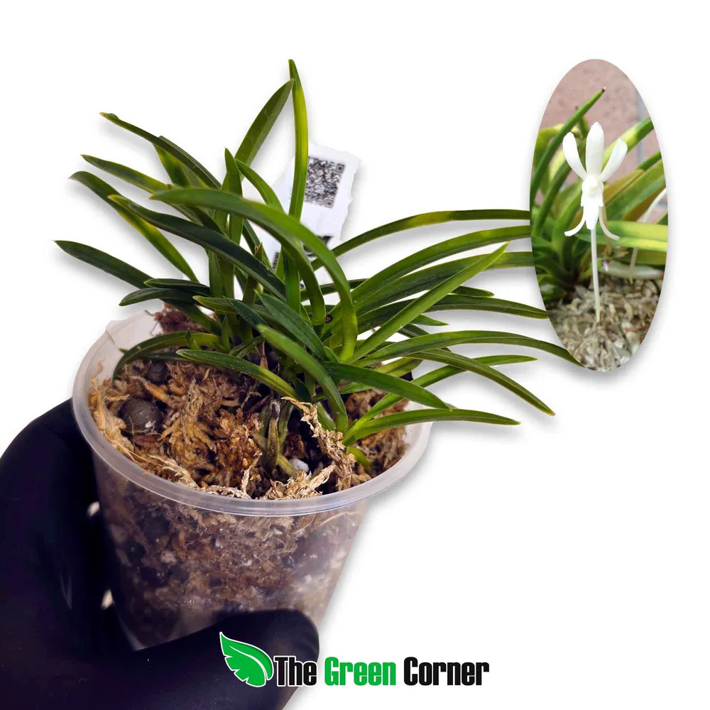 Neofinetia falcata 'Setsuzan', un fukiran de hojas variegadas en su maceta tradicional