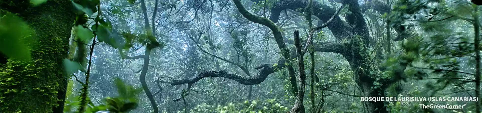 Bosque de Laurisilva, Islas Canarias