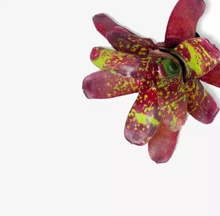 Bromelias tropicales