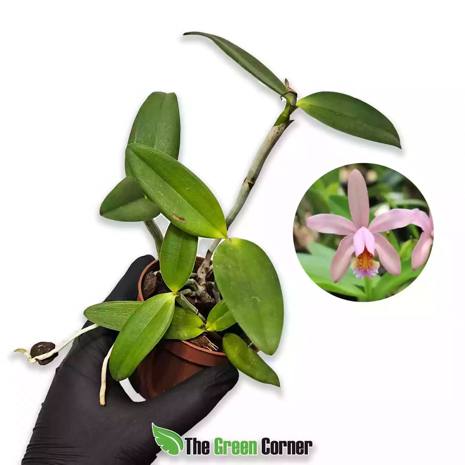 Cattleya forbesii "Rosada do Caliman"