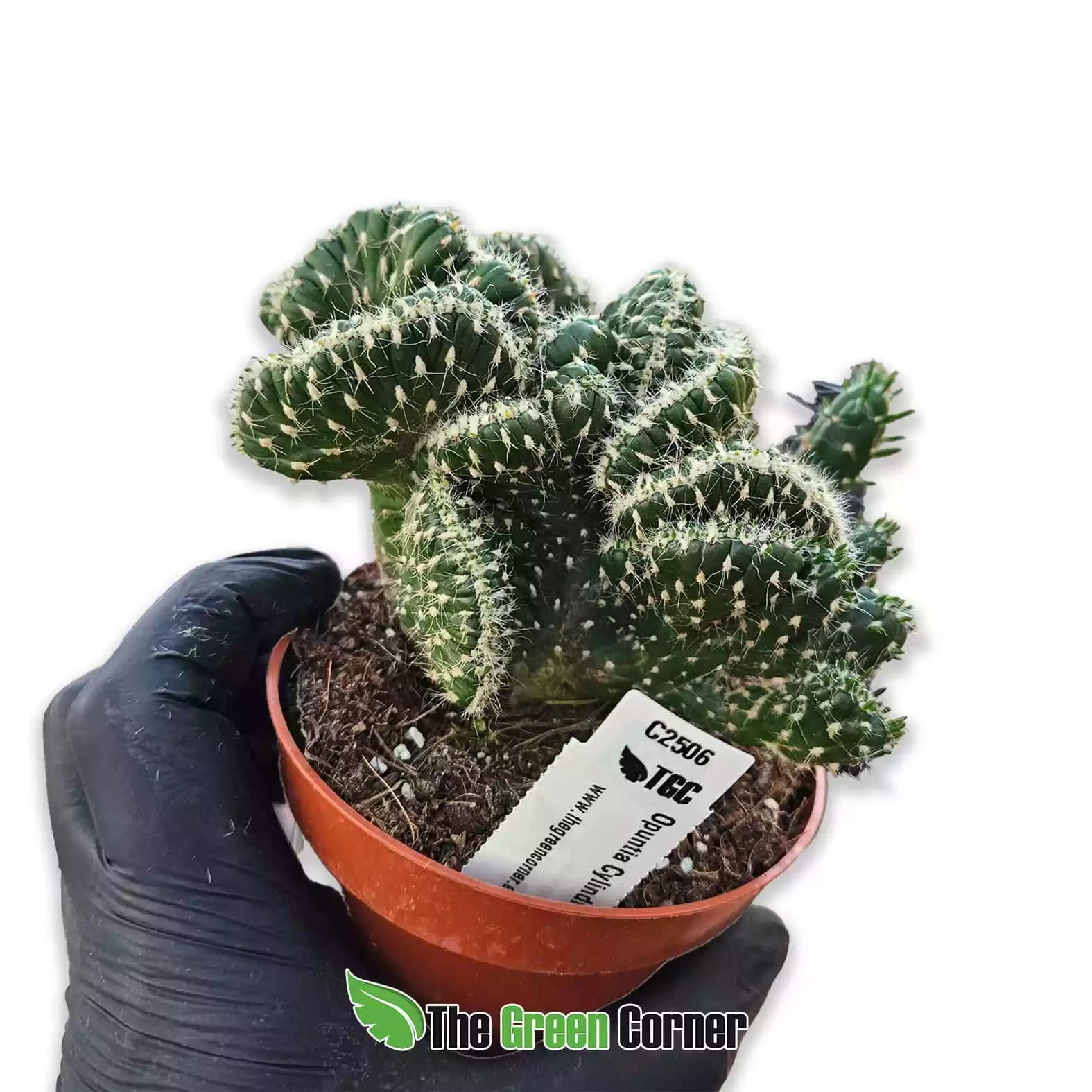 Opuntia cylindrica