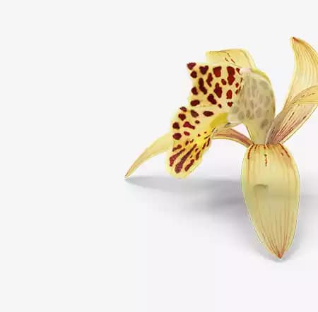 Orquídeas de Colección y accesorios