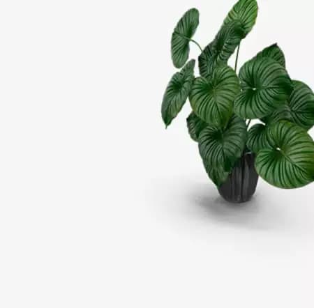 Plantas Tropicales y para terrario