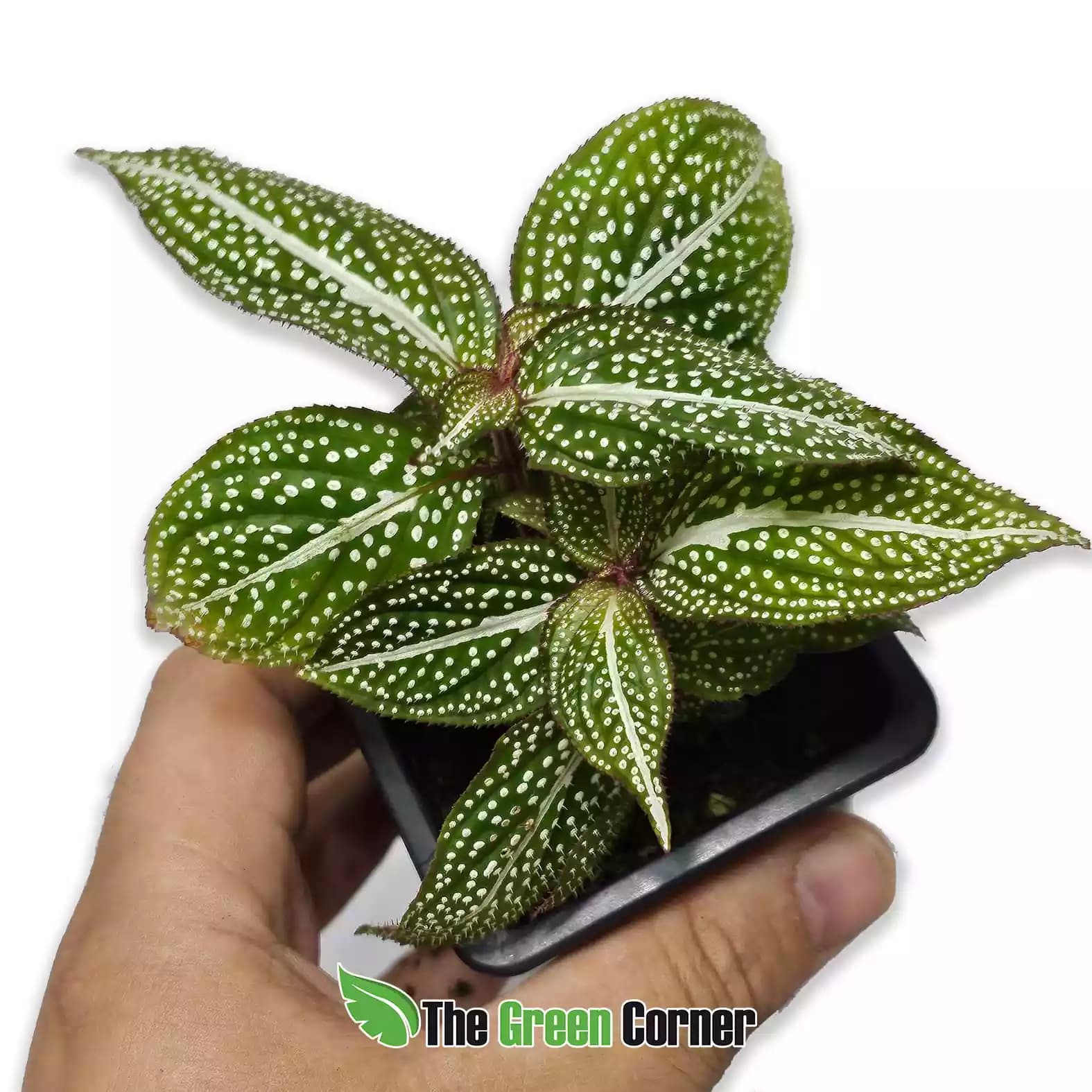 Sonerila green spotted